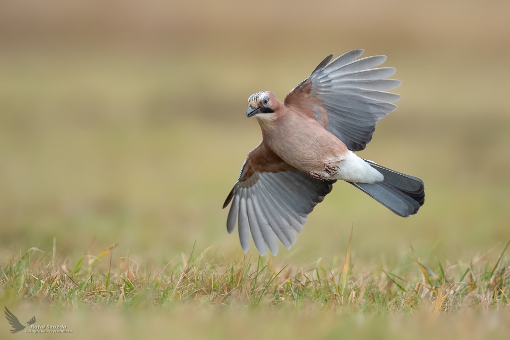 Sjka, Eurasian Jay (Garrulus glandarius) ... 2019r