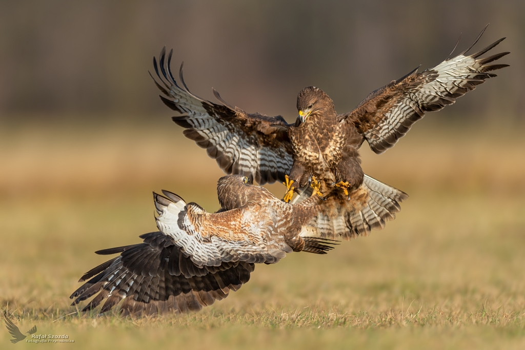 Myszoowy, Common Buzzard (Buteo buteo) ... 2019r