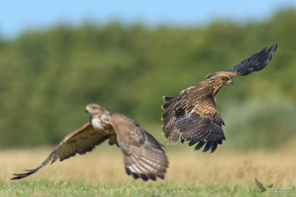 Na rozstaju ... Kania Czarna, Black Kite (Milvus migrans) & Myszow, Common Buzzard (Buteo buteo) ...