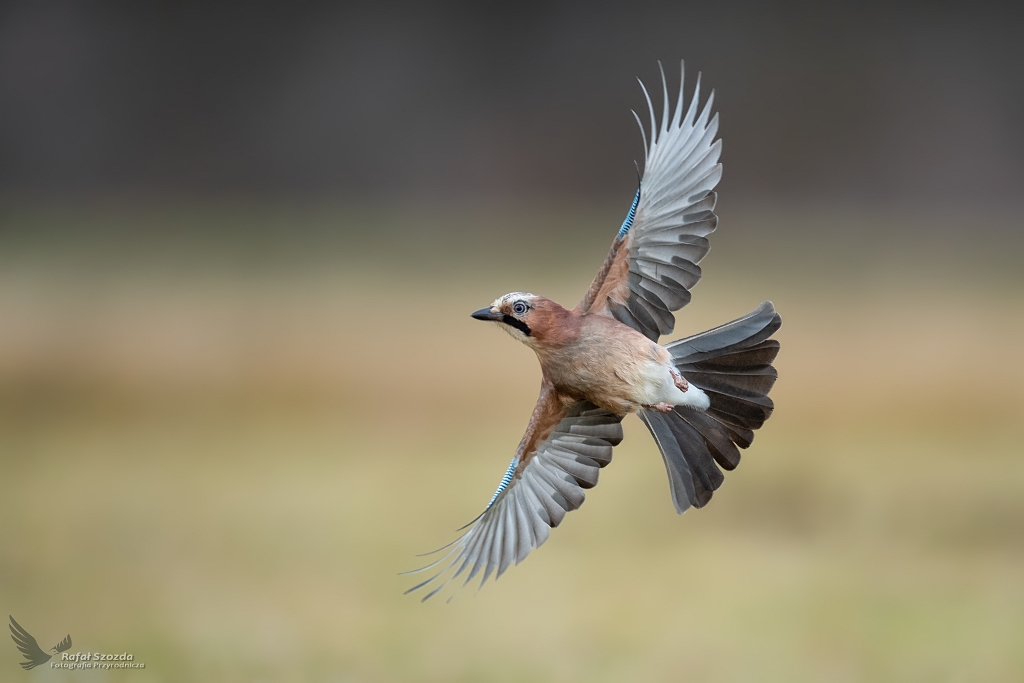 Sjka, Eurasian Jay (Garrulus glandarius) ...2019r