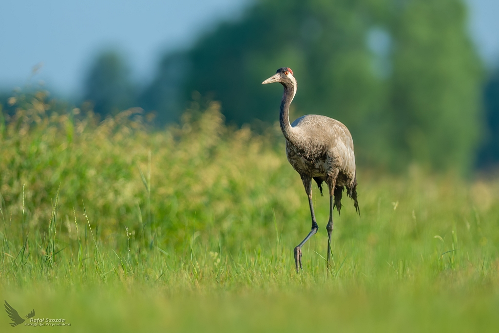 uraw, Common Crane (Grus grus) ... 2019r