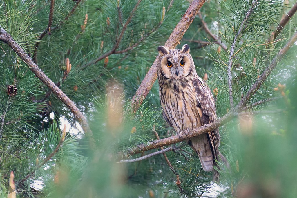 Uszatka, Long-eared Owl (Asio otus) ... 2019r
