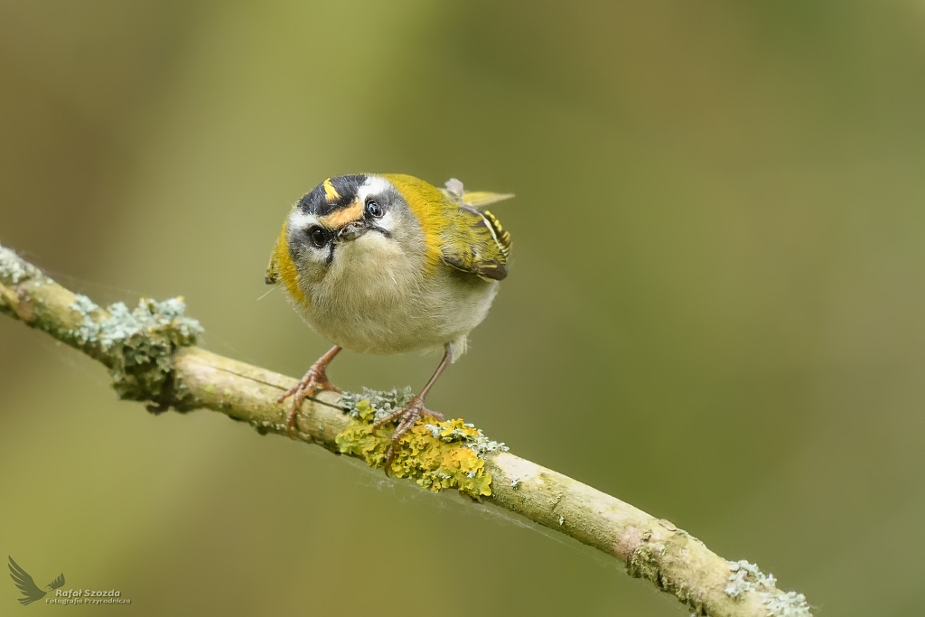 Zniczek, Firecrest (Regulus ignicapilla) ...