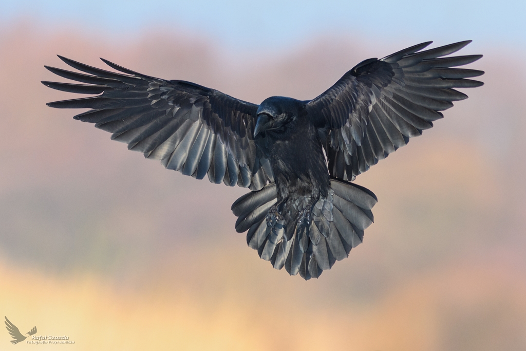 Kruk, Common Raven (Corvus corax) ...2019r