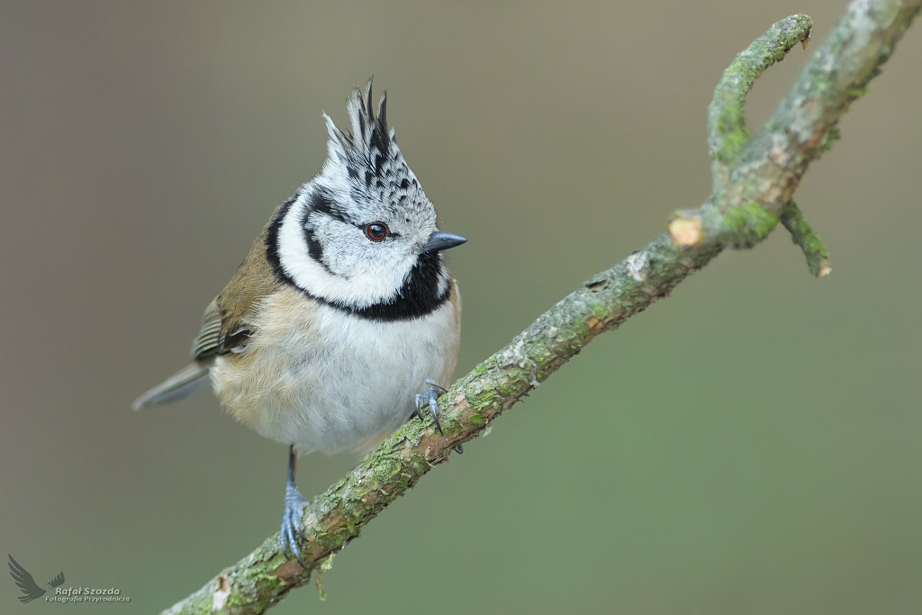 Czubatka, Crested Tit (Lophophanes cristatus) ... 2019r