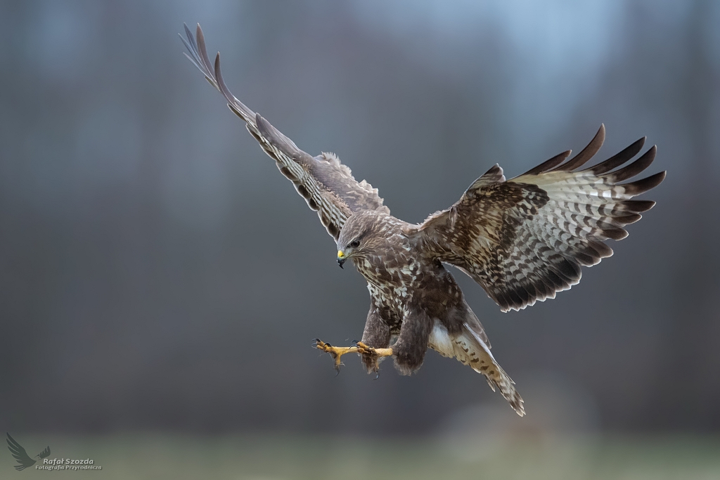 Myszow, Common Buzzard (Buteo buteo) ... 2019r