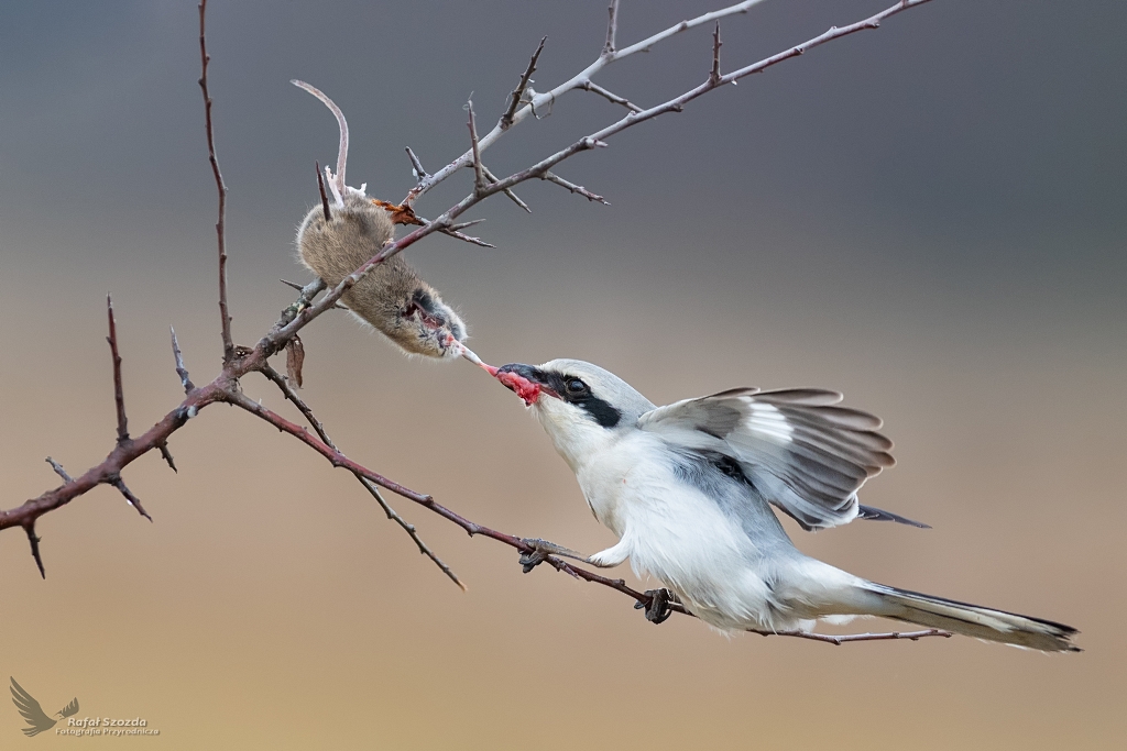 May ale bezwzgldny zabjca przy swojej spiarni - Srokosz, Northern Shrike (Lanius excubitor) ... 2019r