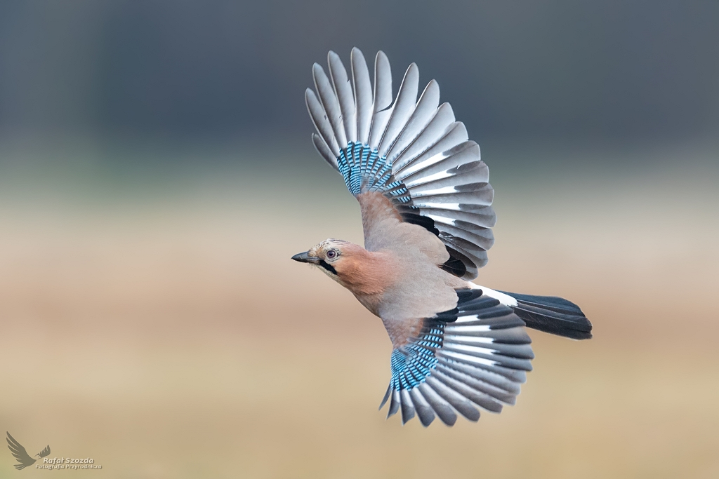 Sjka, Eurasian Jay (Garrulus glandarius) ... 2019r