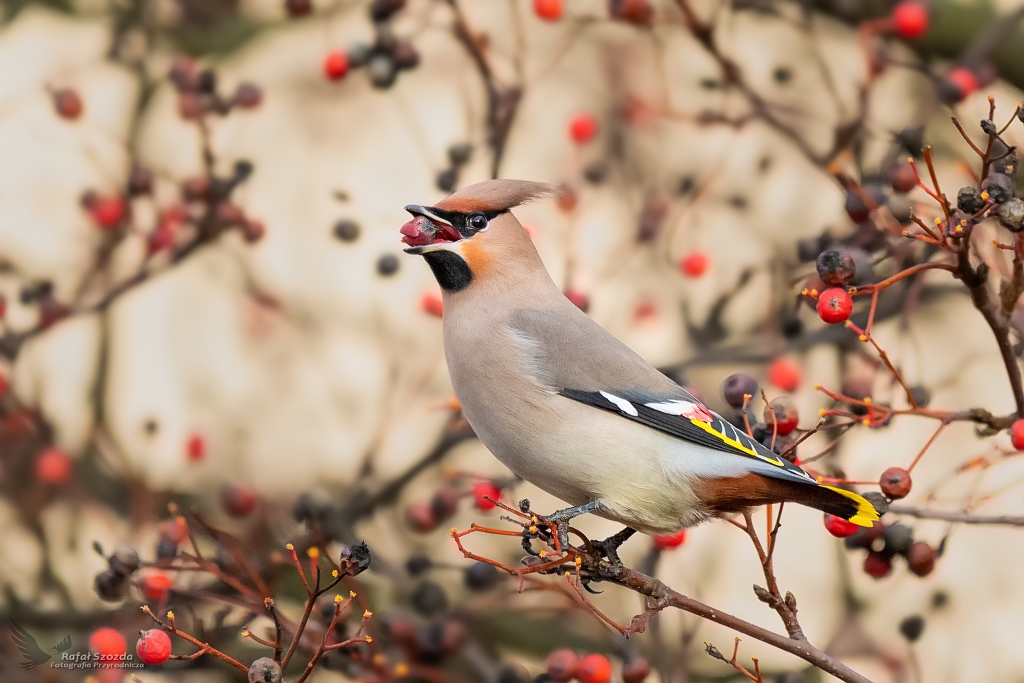 Jemiouszka, Bohemian Waxwing (Bombycilla garrulus) ... 2019r