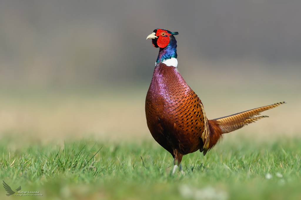 Baant, Common Pheasant (Phasianus colchicus) ...