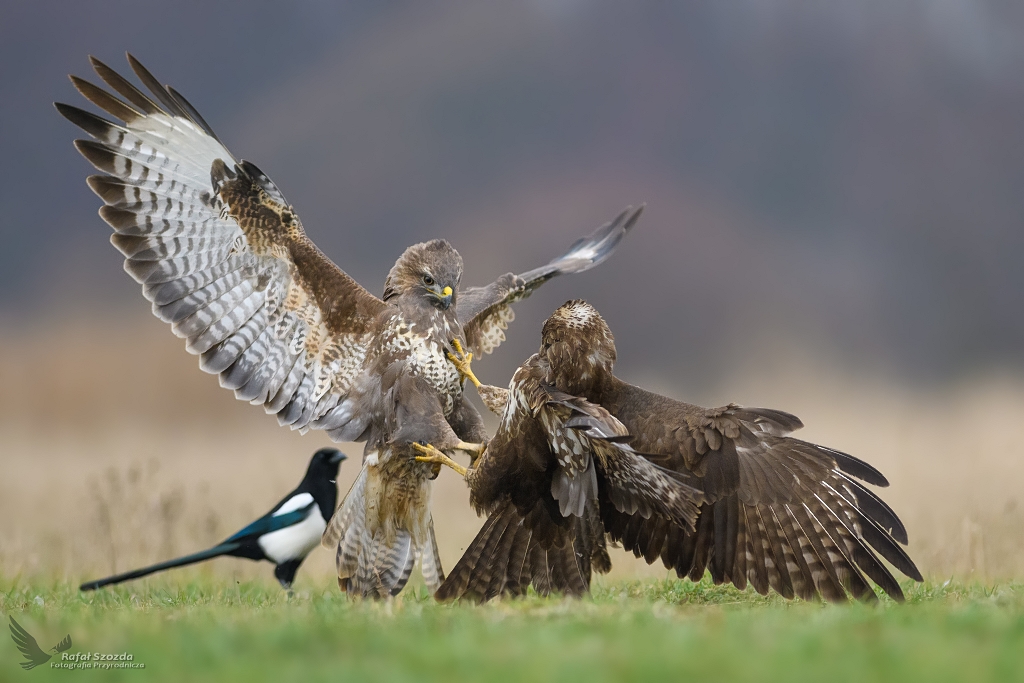 Myszoowy, Common Buzzard (Buteo buteo) ...