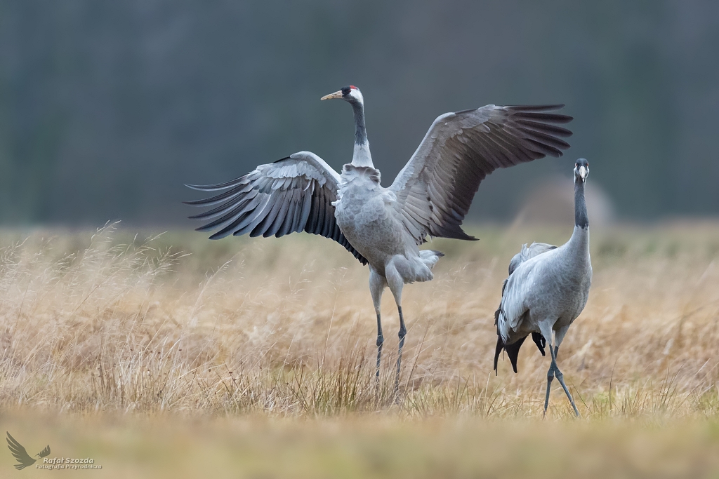 Taniec - urawie, Common Crane (Grus grus) ... 2020r