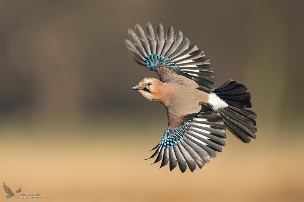 Trenerka personalna refleksu - Sjka, Eurasian Jay (Garrulus glandarius) ... 2020r