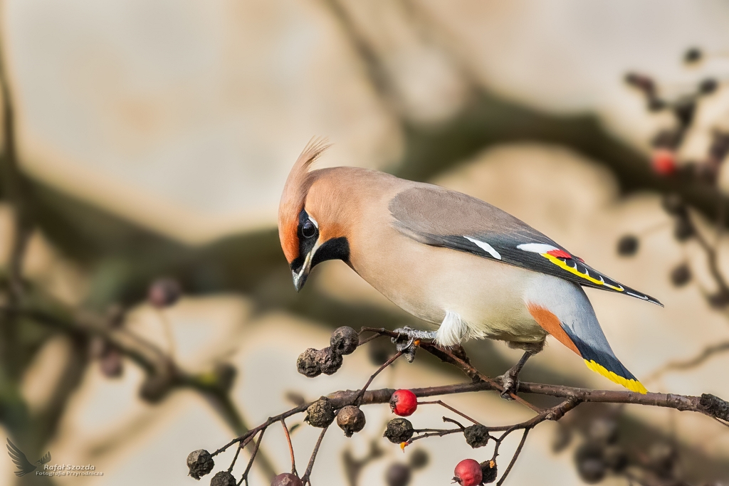 Jemiouszka, Bohemian Waxwing (Bombycilla garrulus) ... 2020r
