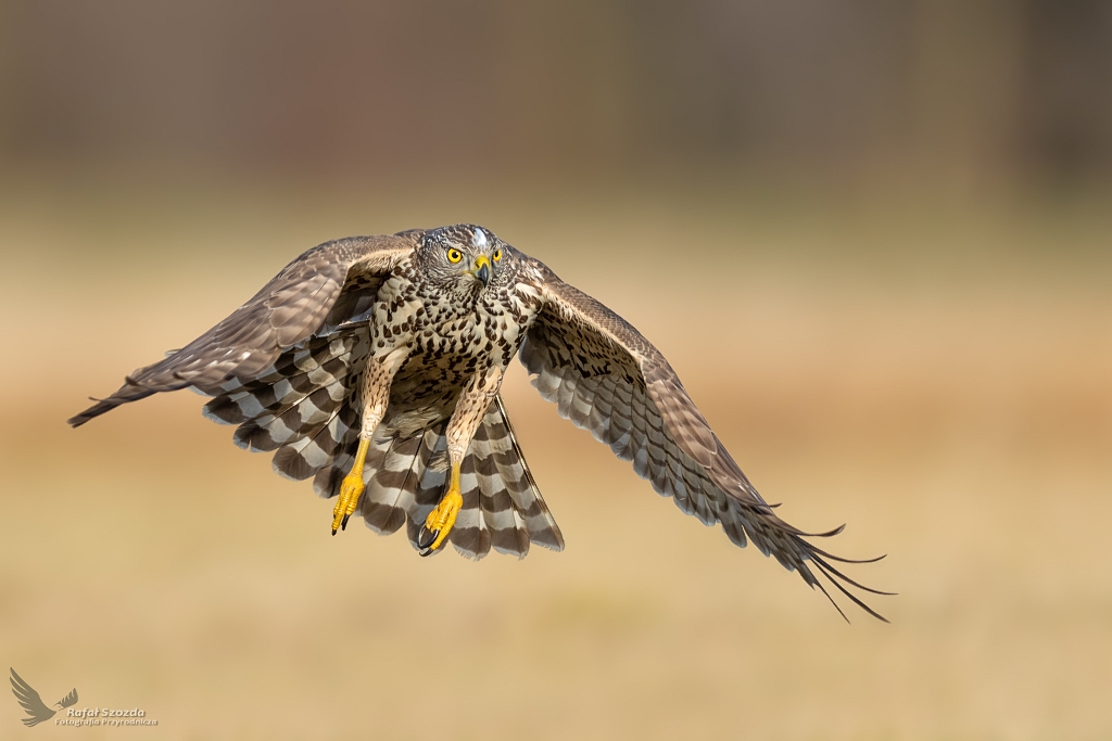 Jastrzb, Northern Goshawk (Accipiter gentilis) ... 2020r