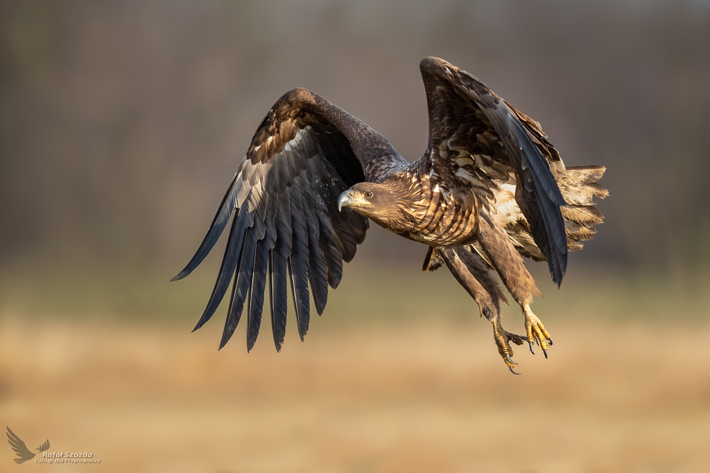 Ciekawska modzie ... Bielik, White-tailed Eagle (Haliaeetus albicilla) ... 2020r