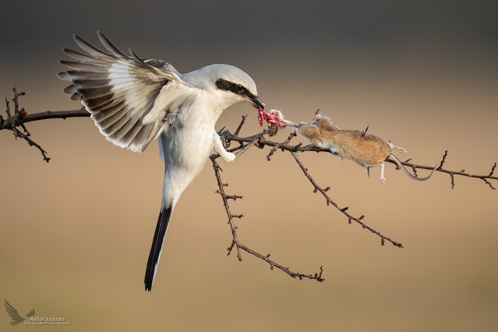 Kuchenne rewolucje - Spiarnia - Srokosz, Northern Shrike (Lanius excubitor) ... 2020r