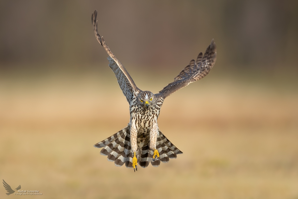 Jastrzb, Northern Goshawk (Accipiter gentilis) ... 2020r
