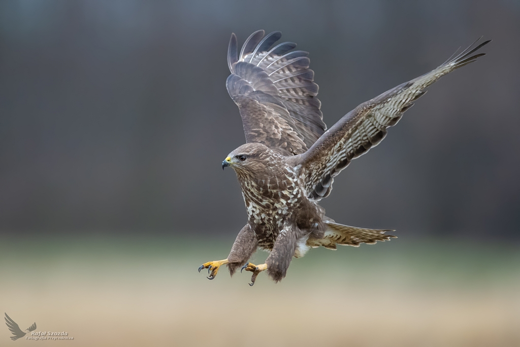 Myszow, Common Buzzard (Buteo buteo) ... 2020r