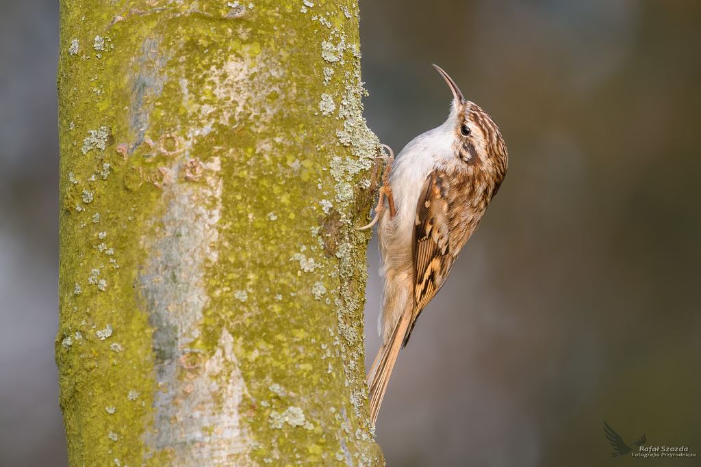 Pezacz Leny, Eurasian Tree-Creeper (Certhia familiaris) ...