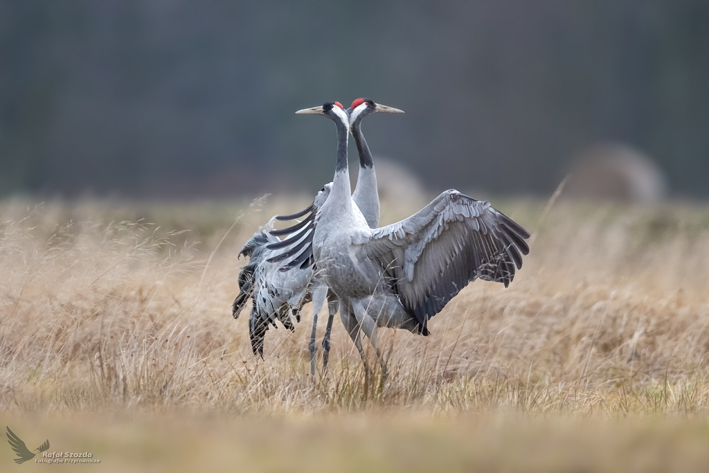 Zakochane urawie, Common Crane (Grus grus) ... 2020r