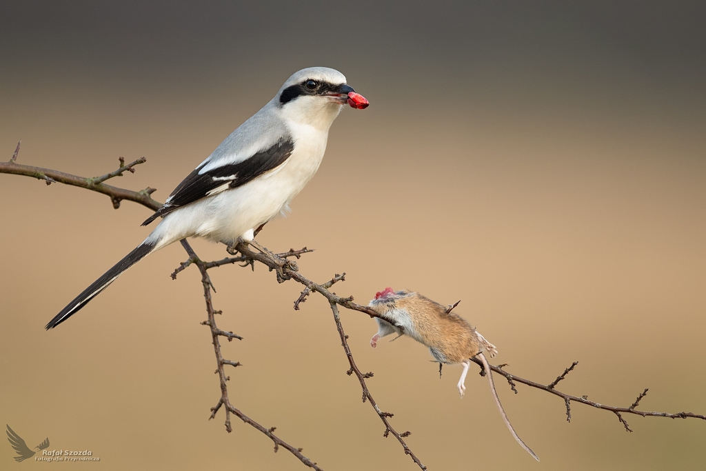 Srokosz, Northern Shrike (Lanius excubitor) ... 2020r
