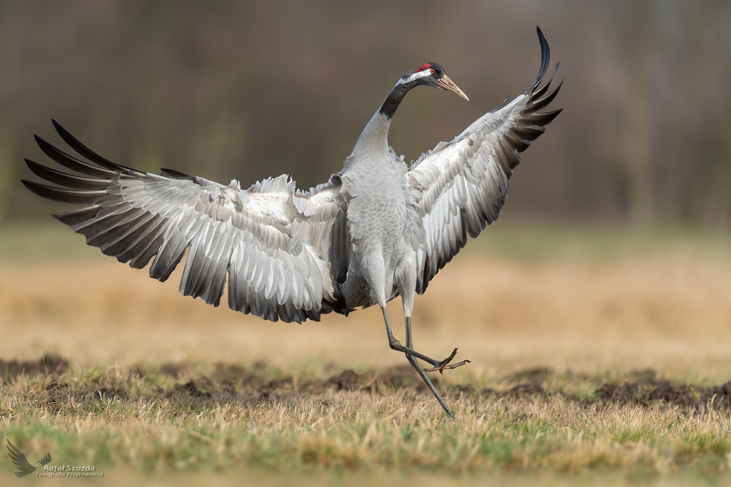 Motylem byem ... uraw, Common Crane (Grus grus) ... 2020r