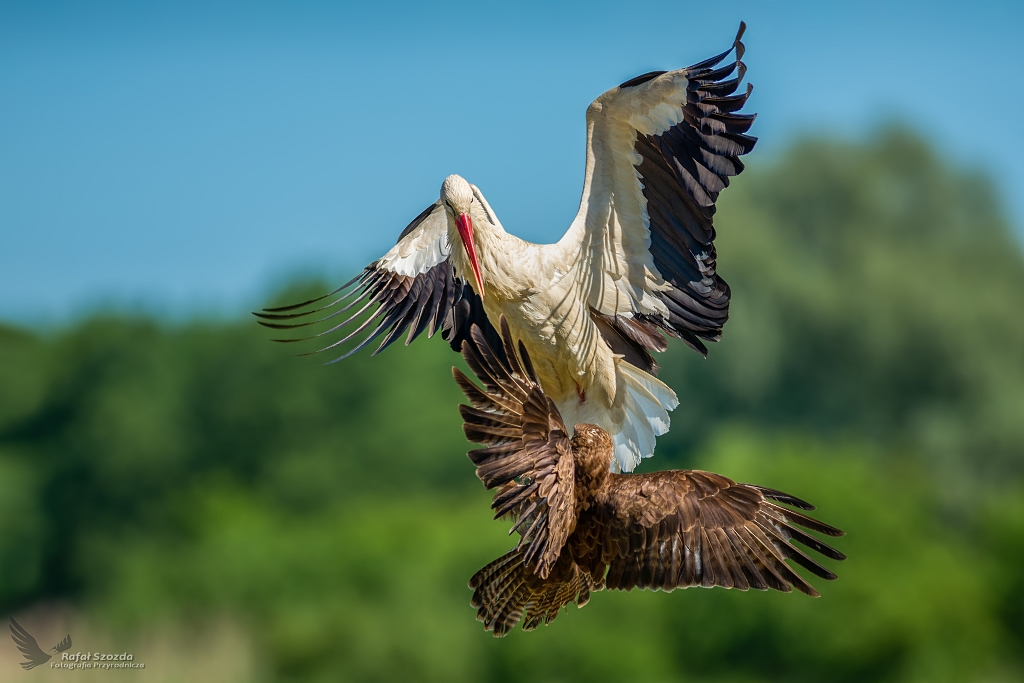 Bocian biay vs Myszow, White Stork (Ciconia ciconia) vs Common Buzzard (Buteo buteo) ...