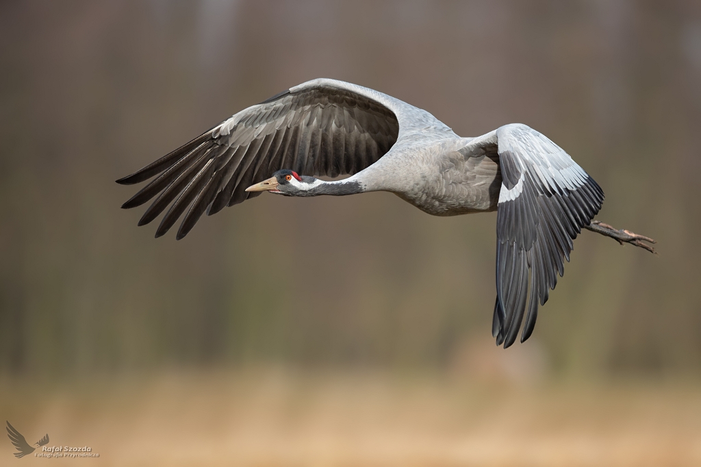 uraw, Common Crane (Grus grus) ... 2020r