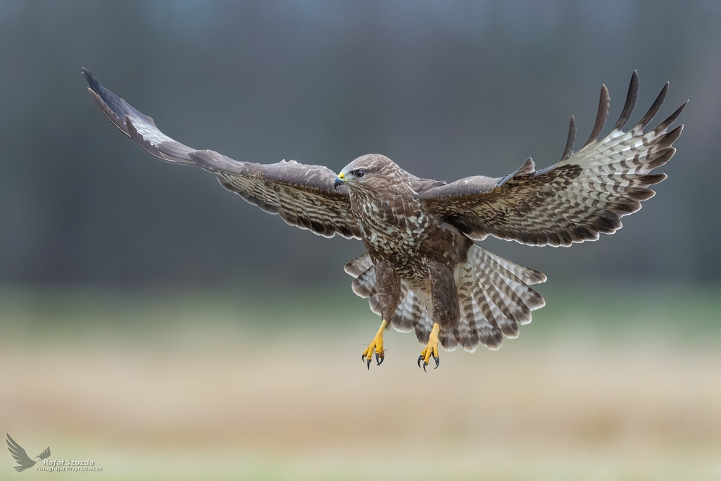 Myszow, Common Buzzard (Buteo buteo) ... 2020r