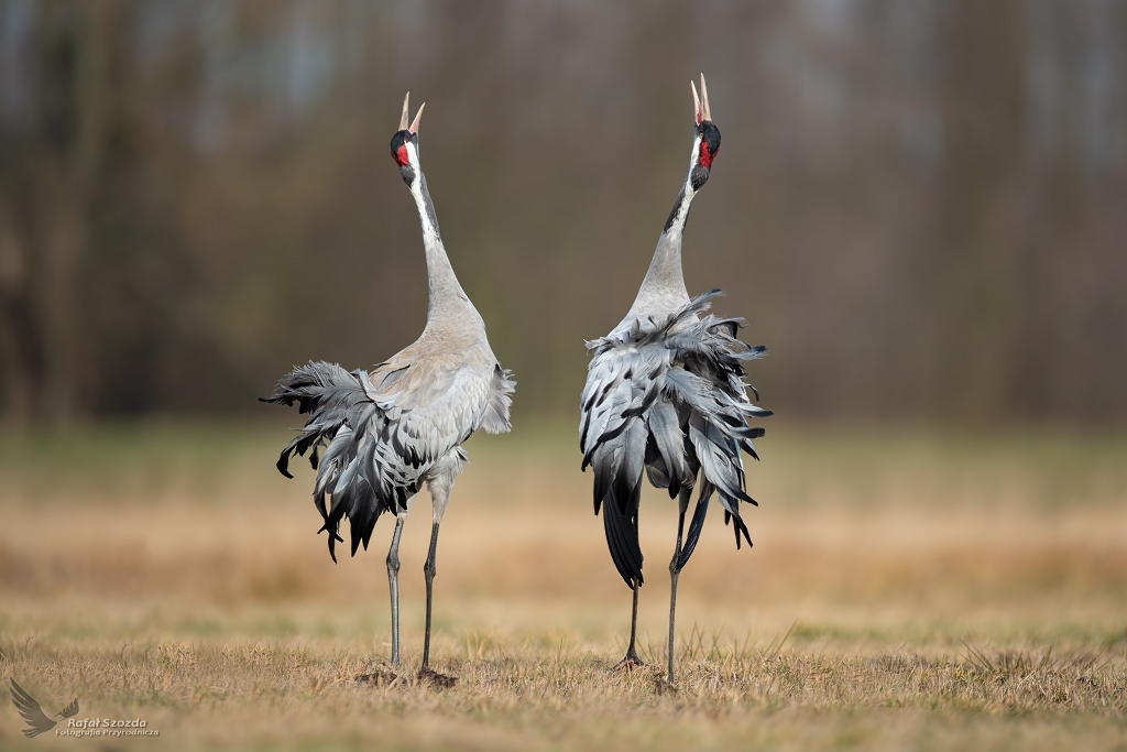 Zalotne urawie, Common Crane (Grus grus) ... 2020r