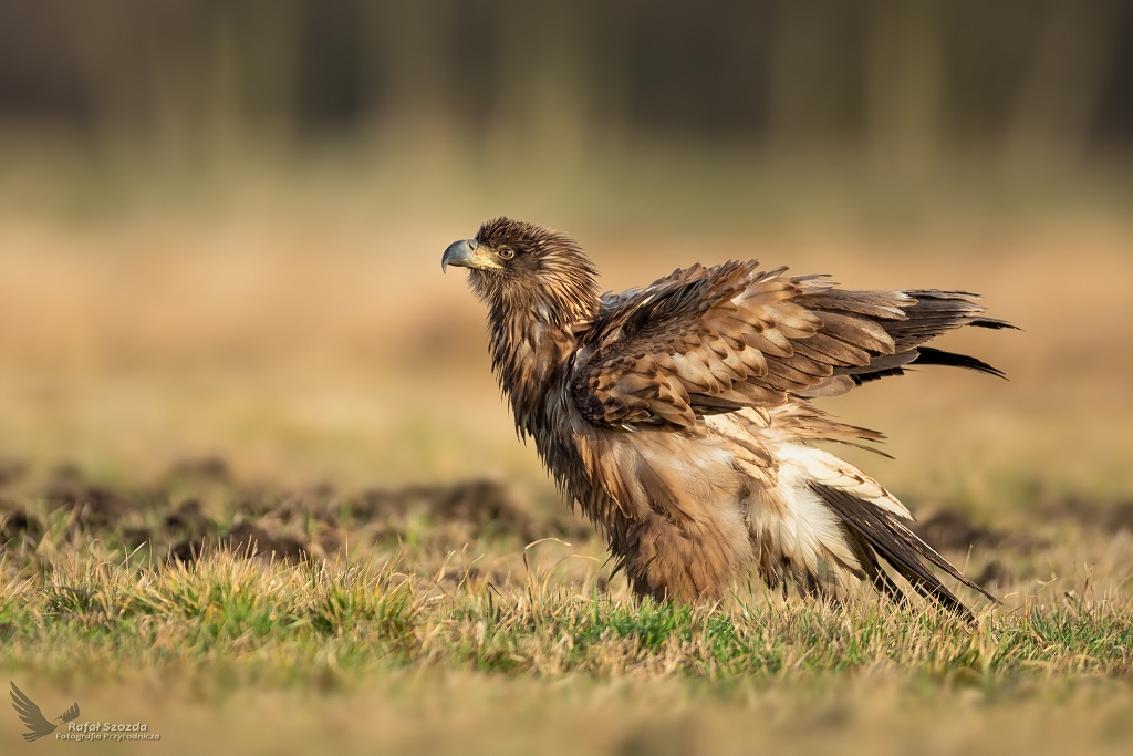 Nastroszona modzie - Bielik, White-tailed Eagle (Haliaeetus albicilla) ... 2020r