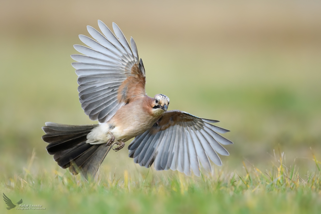 Sjka, Eurasian Jay (Garrulus glandarius) ...