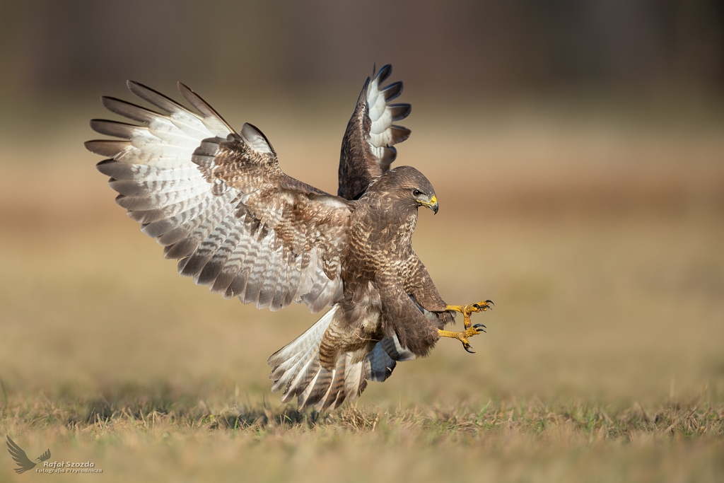 Myszow, Common Buzzard (Buteo buteo) ...
