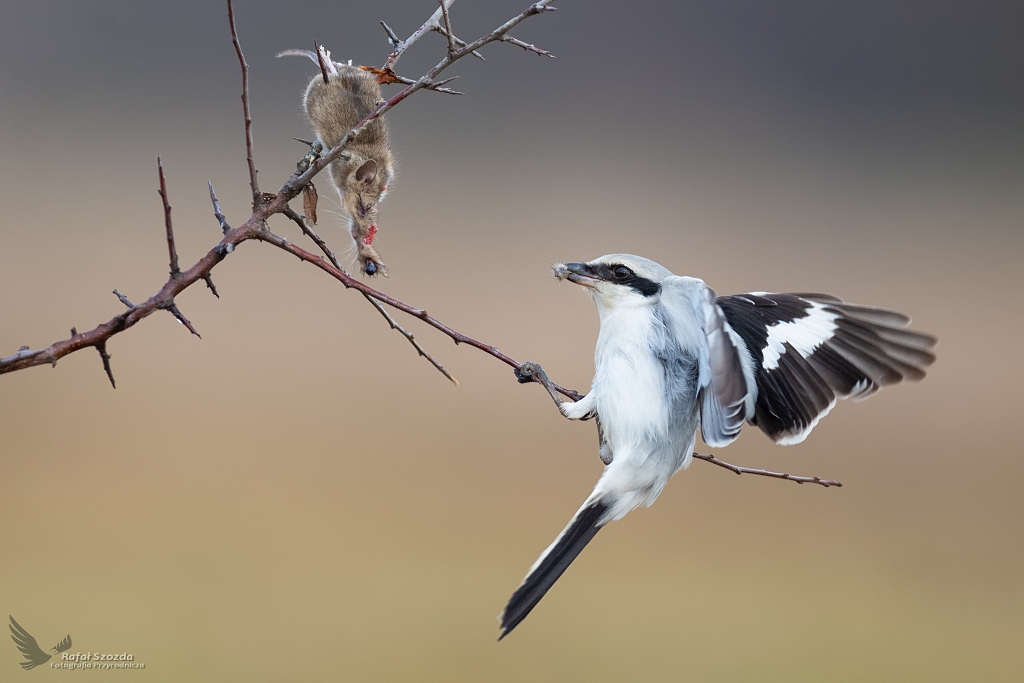 Srokosz, Great Grey Shrike (Lanius excubitor) ...