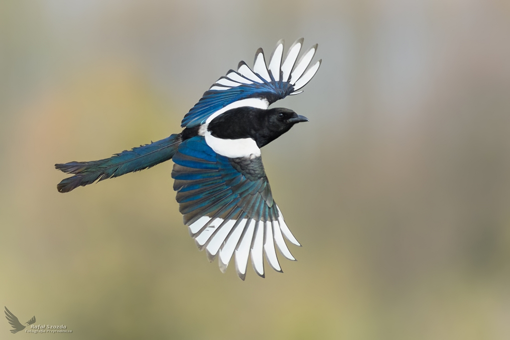 Sroka, Eurasian Magpie (Pica pica) ...