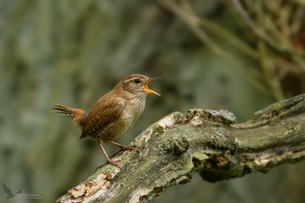 Strzyyk, Eurasian Wren (Troglodytes troglodytes) ...