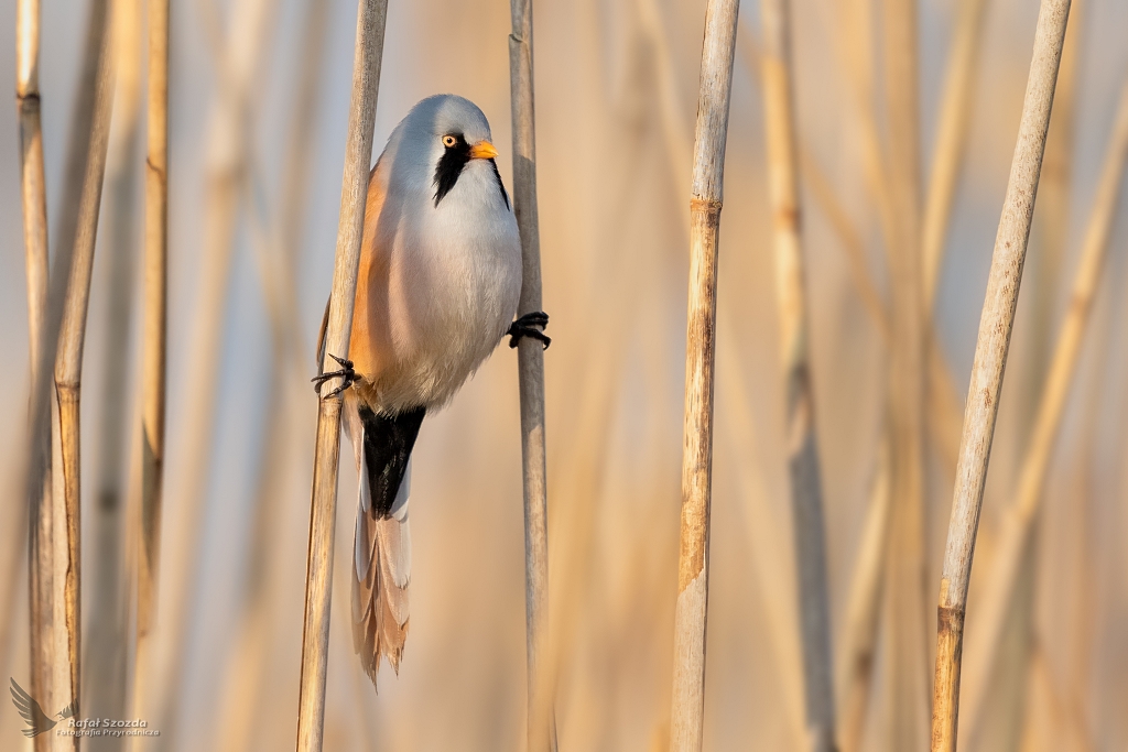Poranny szpagacik ... Wsatka, Bearded Parrotbill (Panurus biarmicus) ... 2020r