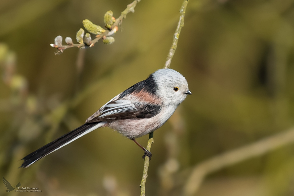 Wiosenny akcent ... Raniuszek, Northern Long-tailed (Aegithalos caudatus) ... 2020r