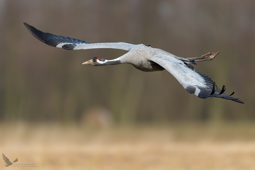 uraw, Common Crane (Grus grus) ... 2020r