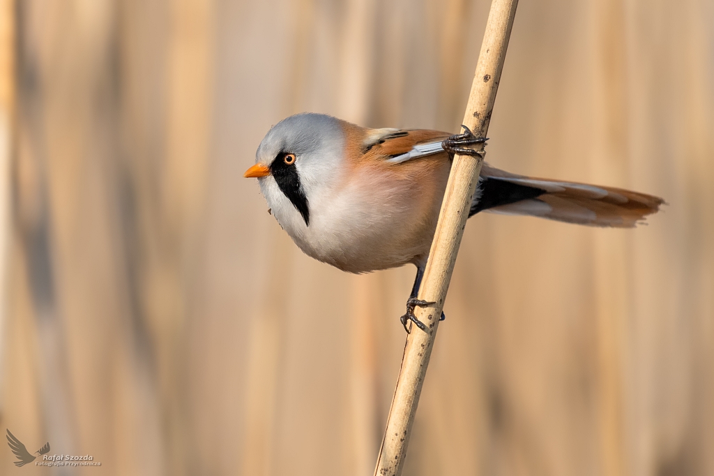 Wsatka, Bearded Parrotbill (Panurus biarmicus) ... 2020r