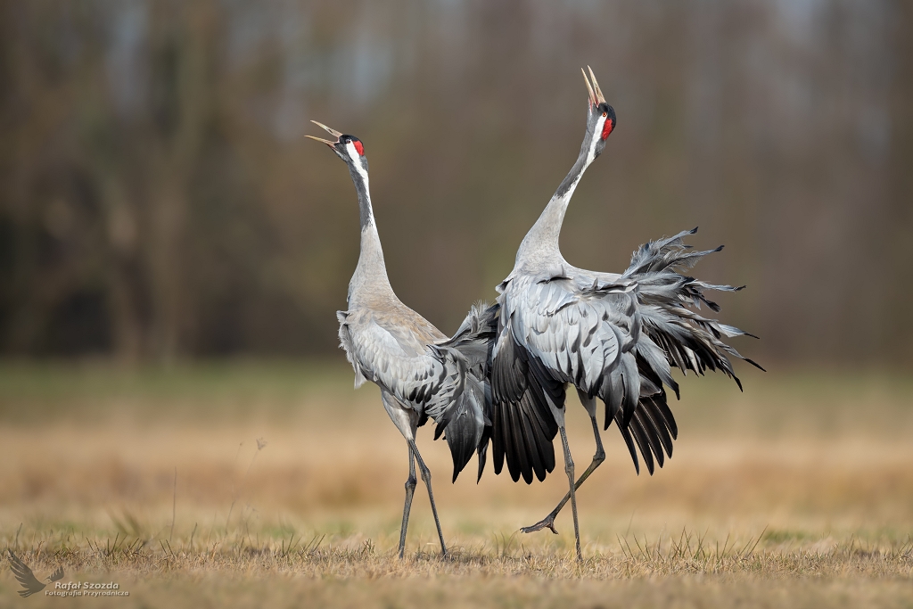 Wiosenne pieni - urawie, Common Crane (Grus grus) ... 2020r