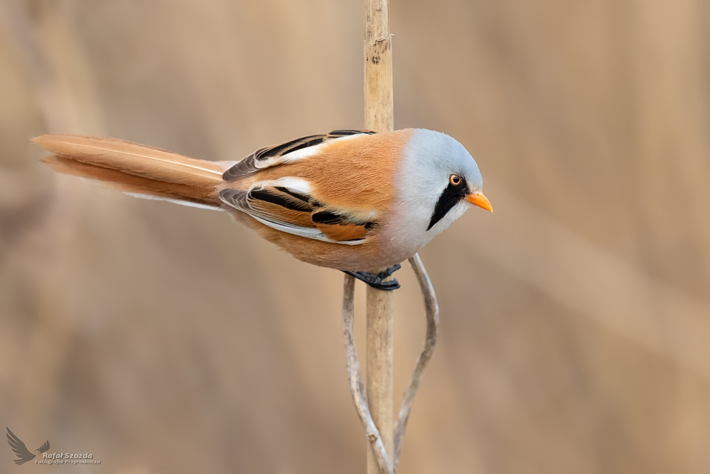 Wsatka, Bearded Parrotbill (Panurus biarmicus) ... 2020r