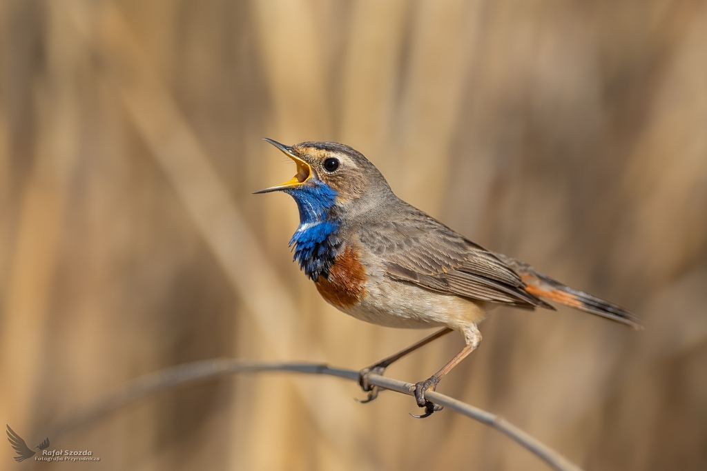 Podrniczek, Bluethroat (Luscinia svecica) ... 2020r