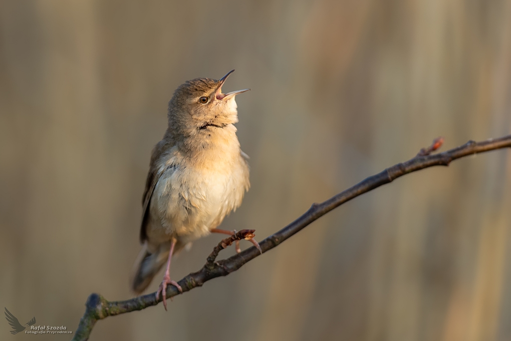 Brzczka, Savi's Warbler (Locustella luscinioides) ... 2020r