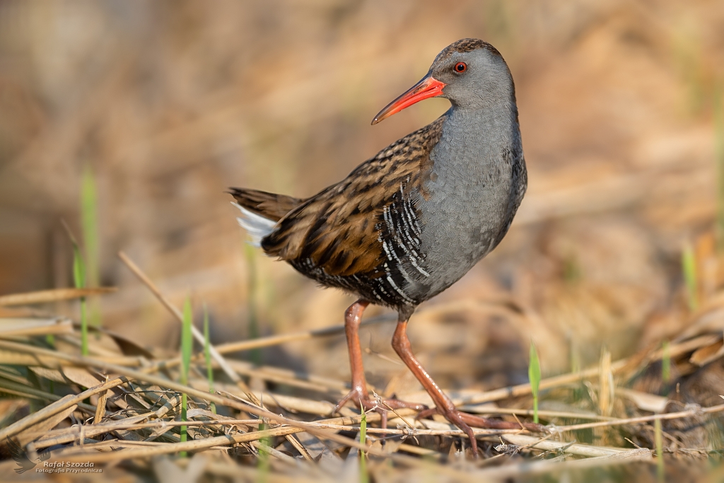 Wodnik, Water Rail (Rallus aquaticus) ... 2020r