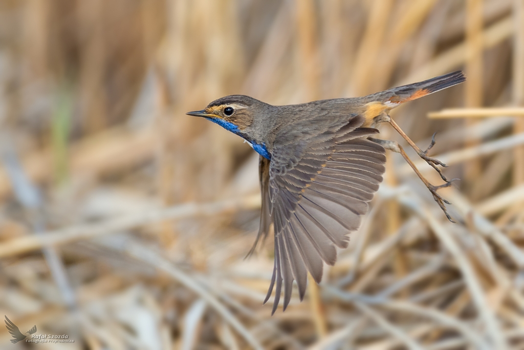 Podrniczek, Bluethroat (Luscinia svecica) ... 2020r