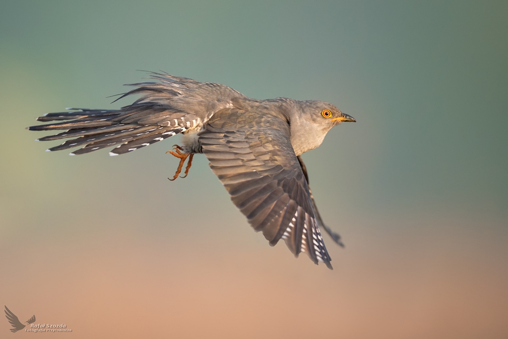 Kukuka, Common Cuckoo (Cuculus canorus) ... 2020r