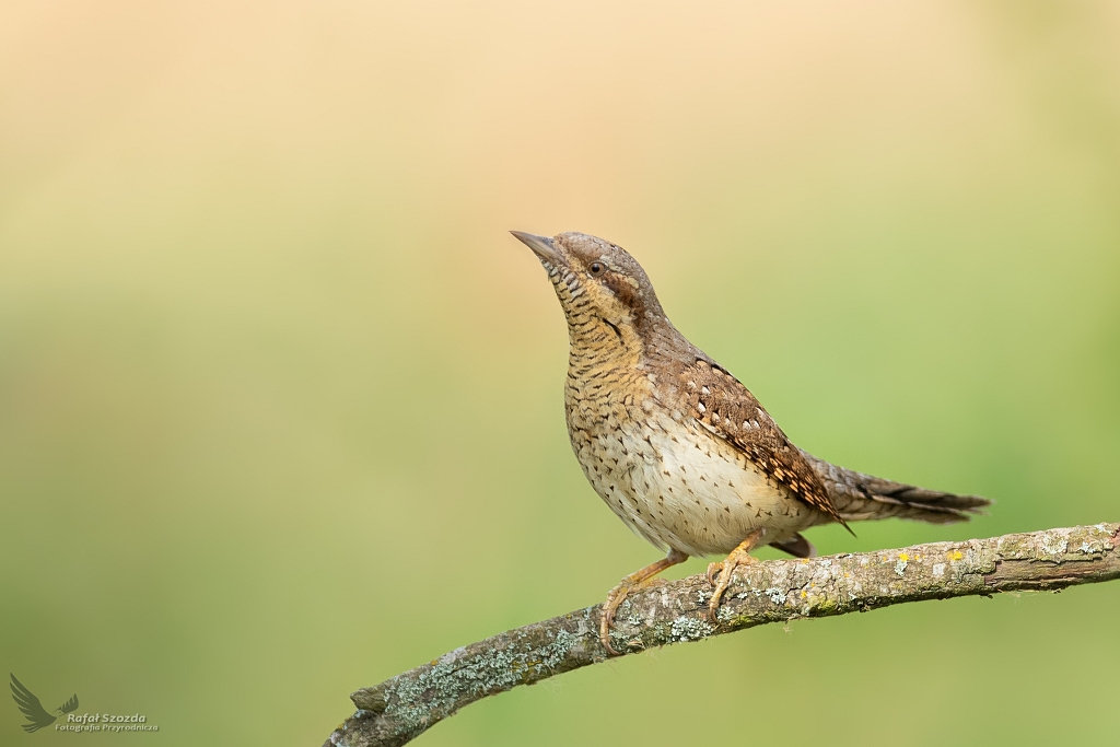 Krtogw, Eurasian Wryneck (Jynx torquilla) ... 2020r