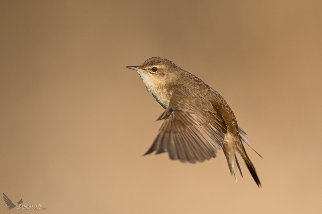 Brzczka w locie, Savi's Warbler (Locustella luscinioides) ... 2020r